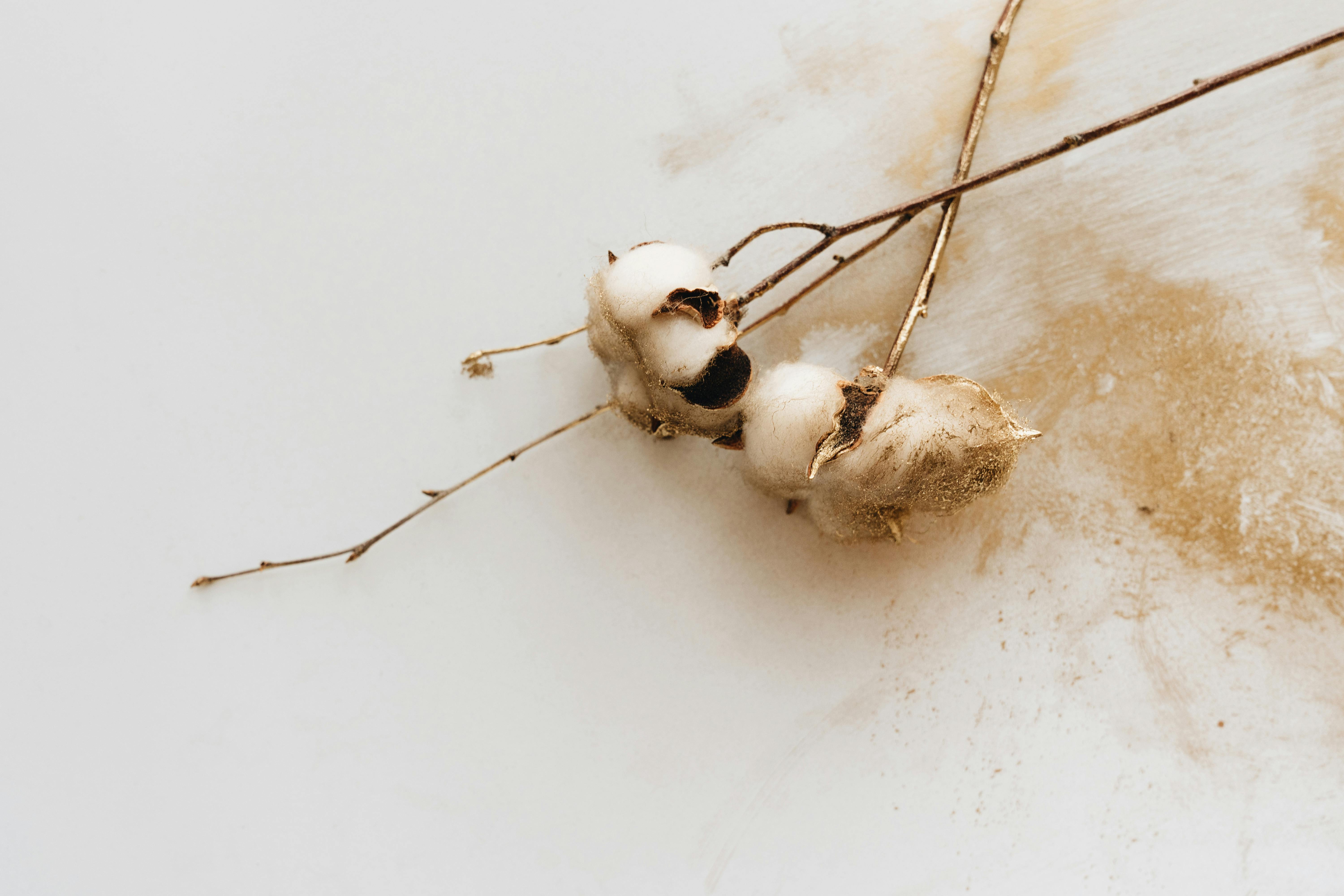 Aesthetic still life image of a cotton branch on a textured surface.