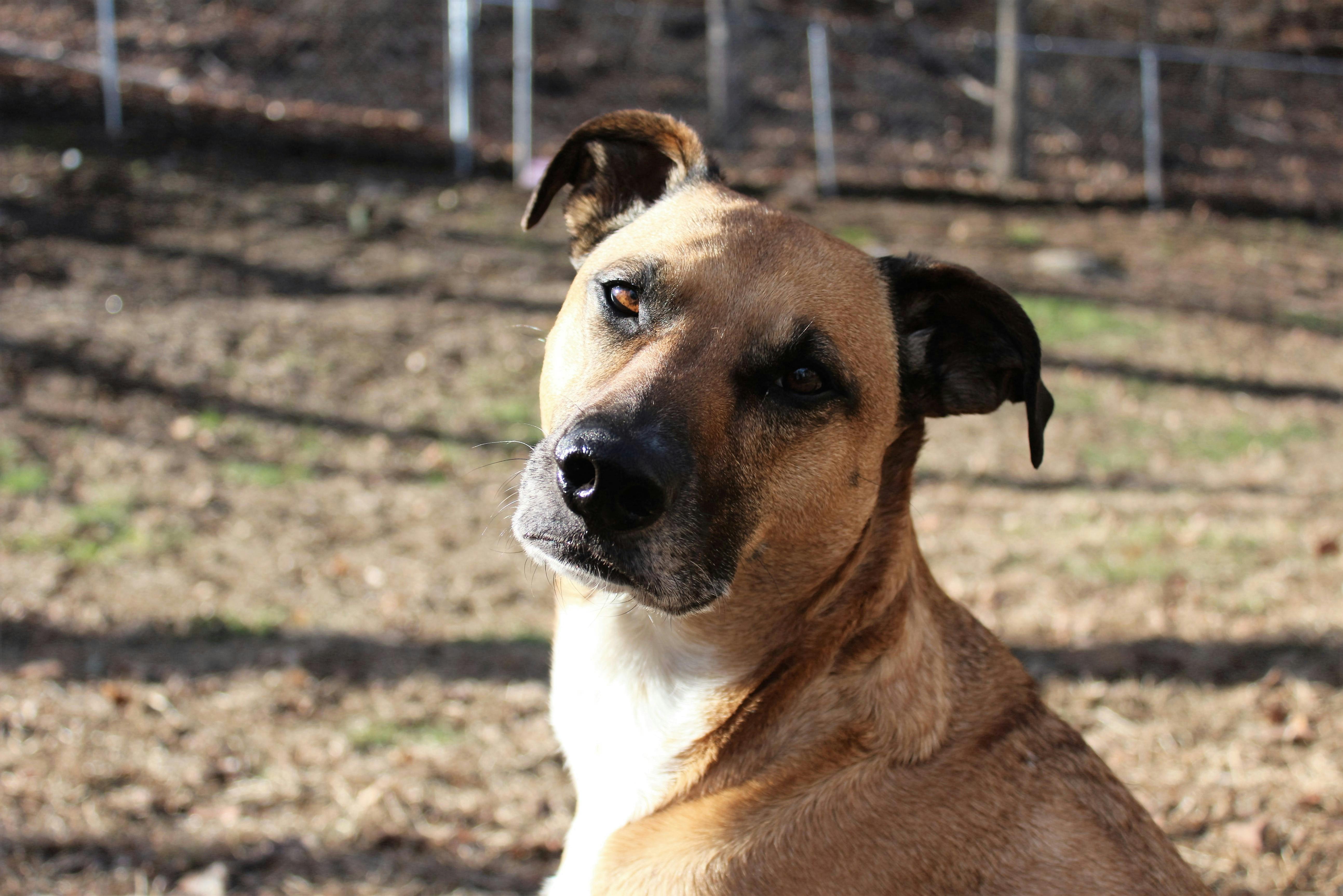 Free stock photo of dog, dog face, great dane