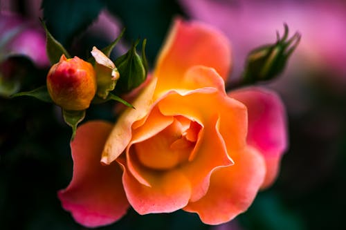 Free A Yellow and Pink Flower with Flower Buds in Macro Shot Stock Photo