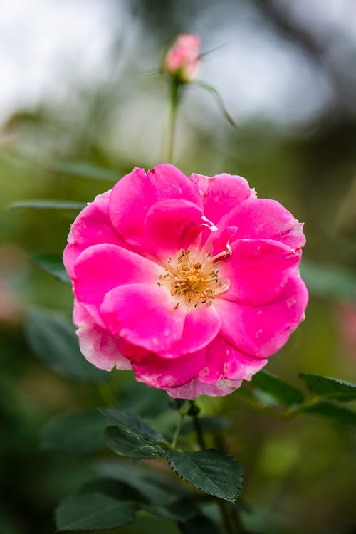 Blooming Pink Wild Rose