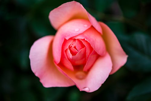 Close-Up Shot of a Pink Rose in Bloom