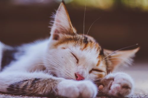 Free Peaceful close-up of a sleeping kitten lying on the ground, showcasing tranquility and cuteness. Stock Photo