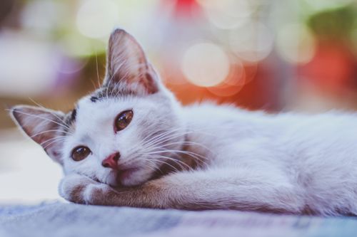 Free Close-up of a domestic cat lying down with bokeh background, showcasing its fur and whiskers. Stock Photo
