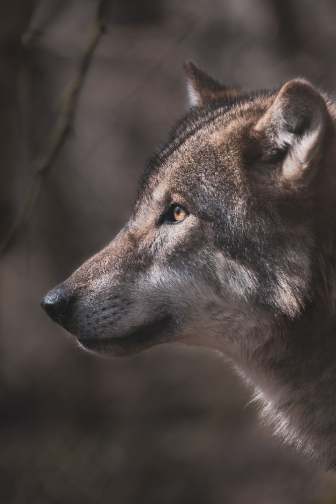 Wolf Profile Photos, Download The BEST Free Wolf Profile Stock Photos ...