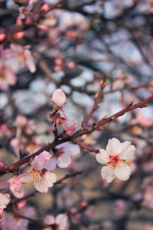 Kostnadsfri bild av arom, aromatisk, blomma