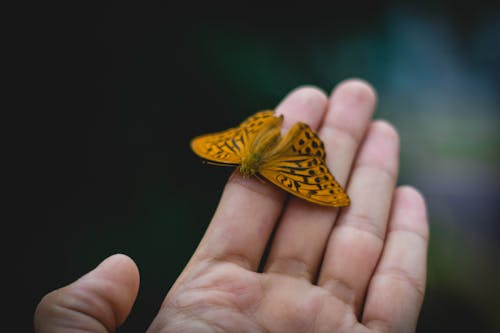 
A Butterfly on a Person's Hand