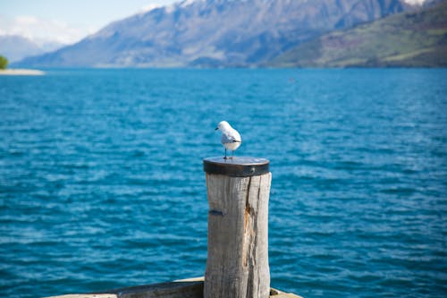 Free Depth of Field Photography of White Gull on Top of Brown Wooden Pole in Front of Body of Water Stock Photo