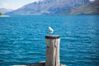 一只海鸥栖息在木柱上，俯瞰着背景为山脉的迷人湖泊