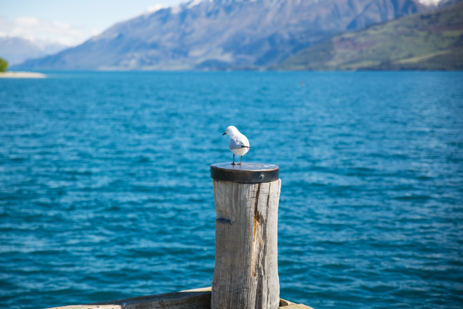 Amazing Mt Cook Tour & Ultimate Alpine Experience Combo from Queenstown Review Review 2026 - A seagull perched on a wooden post overlooking a stunning lake with mountains in the background.