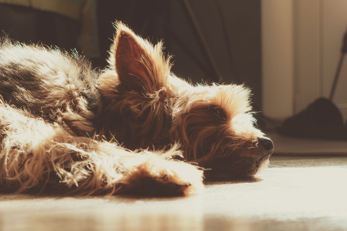 Coup de chaleur chez le chien : réagir en urgence - Les erreurs à éviter lors d’un coup de chaud