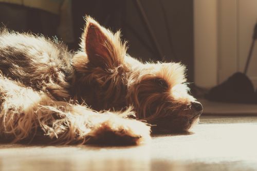 Free A Yorkshire Terrier dog peacefully resting in warm sunlight indoors. Stock Photo