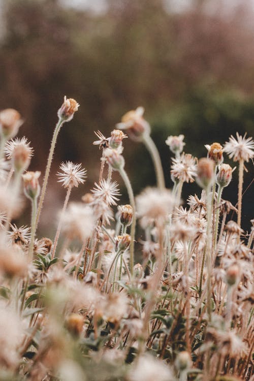 Wildflowers Growing in Field