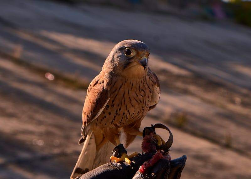 Optimización de Ruta para Transporte de Palas Eólicas