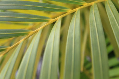 Free stock photo of leaves, palm, plants Stock Photo