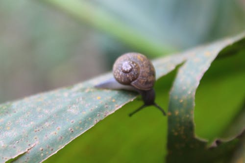 Free stock photo of leaf, shell, snail Stock Photo