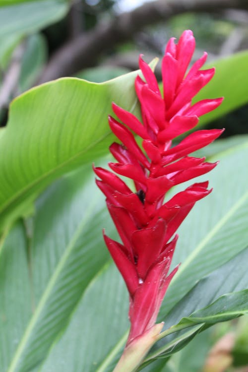 Free stock photo of flower, ginger, leaf