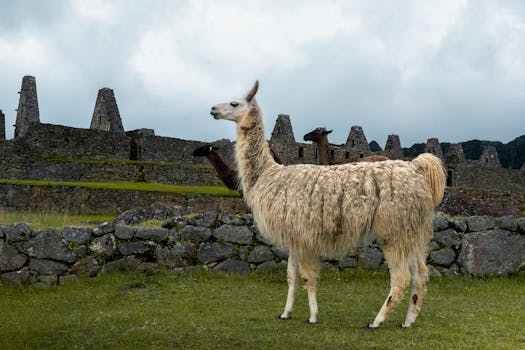 Machu Picchu, Peru photo 8