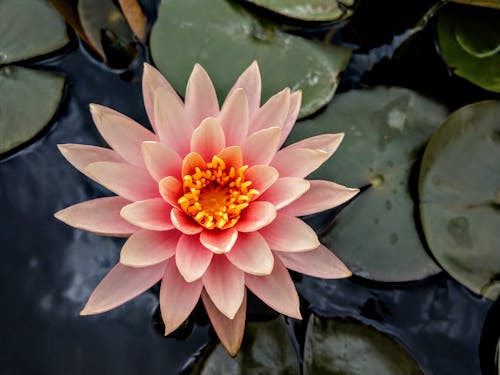 Close-Up Shot of a Pink Lotus Flower in Bloom