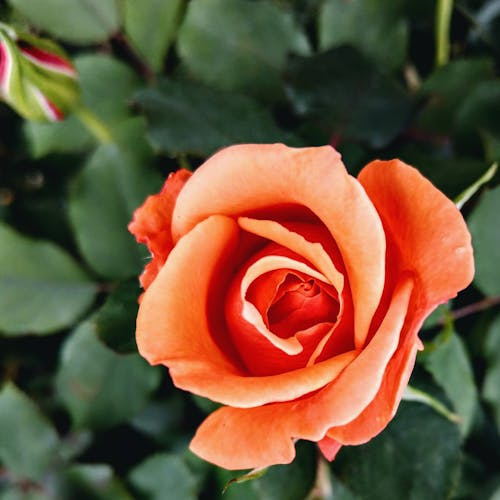 Close-Up Shot of an Orange Rose in Bloom