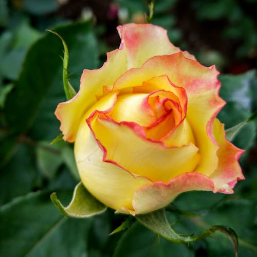 Yellow Rose Bud with Red Lining