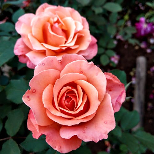 Close-Up Shot of Pink Roses in Bloom