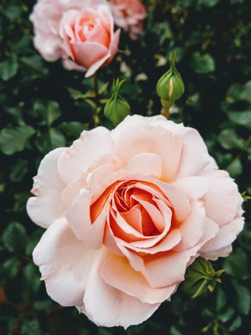 Close-Up Shot of a Pink Rose in Bloom