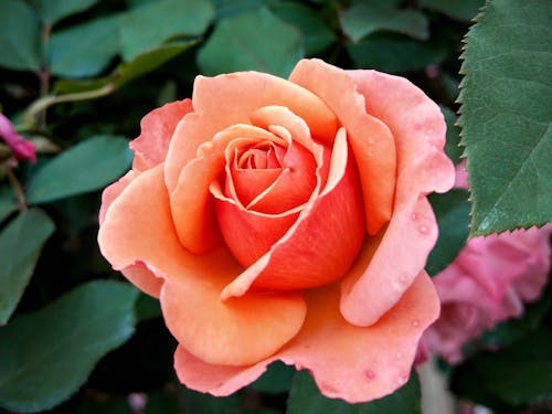 Close-Up Shot of a Pink Rose in Bloom