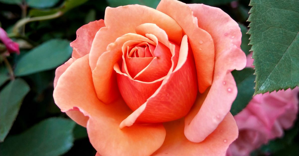 Wenlock Roses Close-Up Shot of a Pink Rose in Bloom · Free Stock Photo