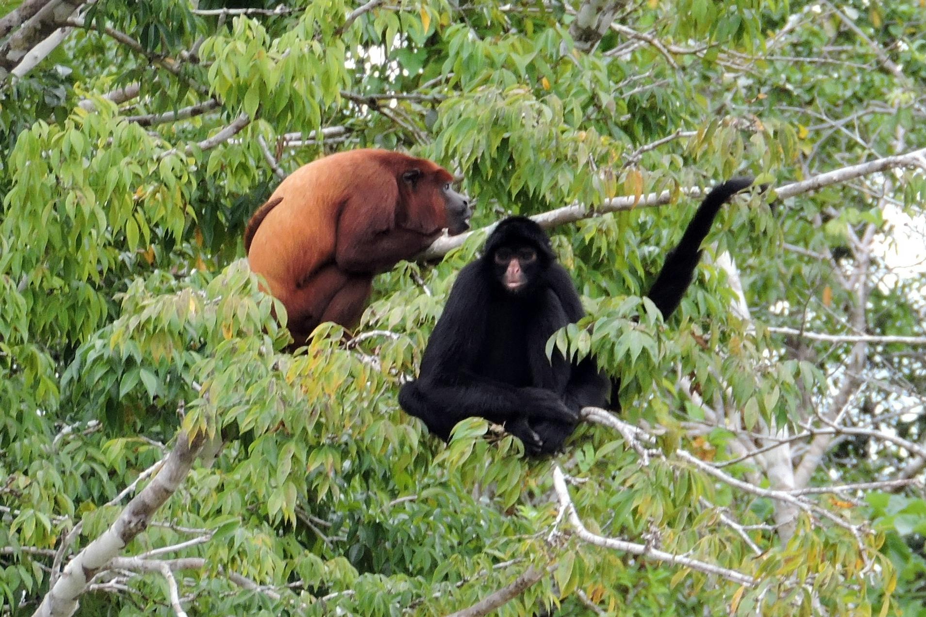 Free stock photo of amazon, jungle, monkeys