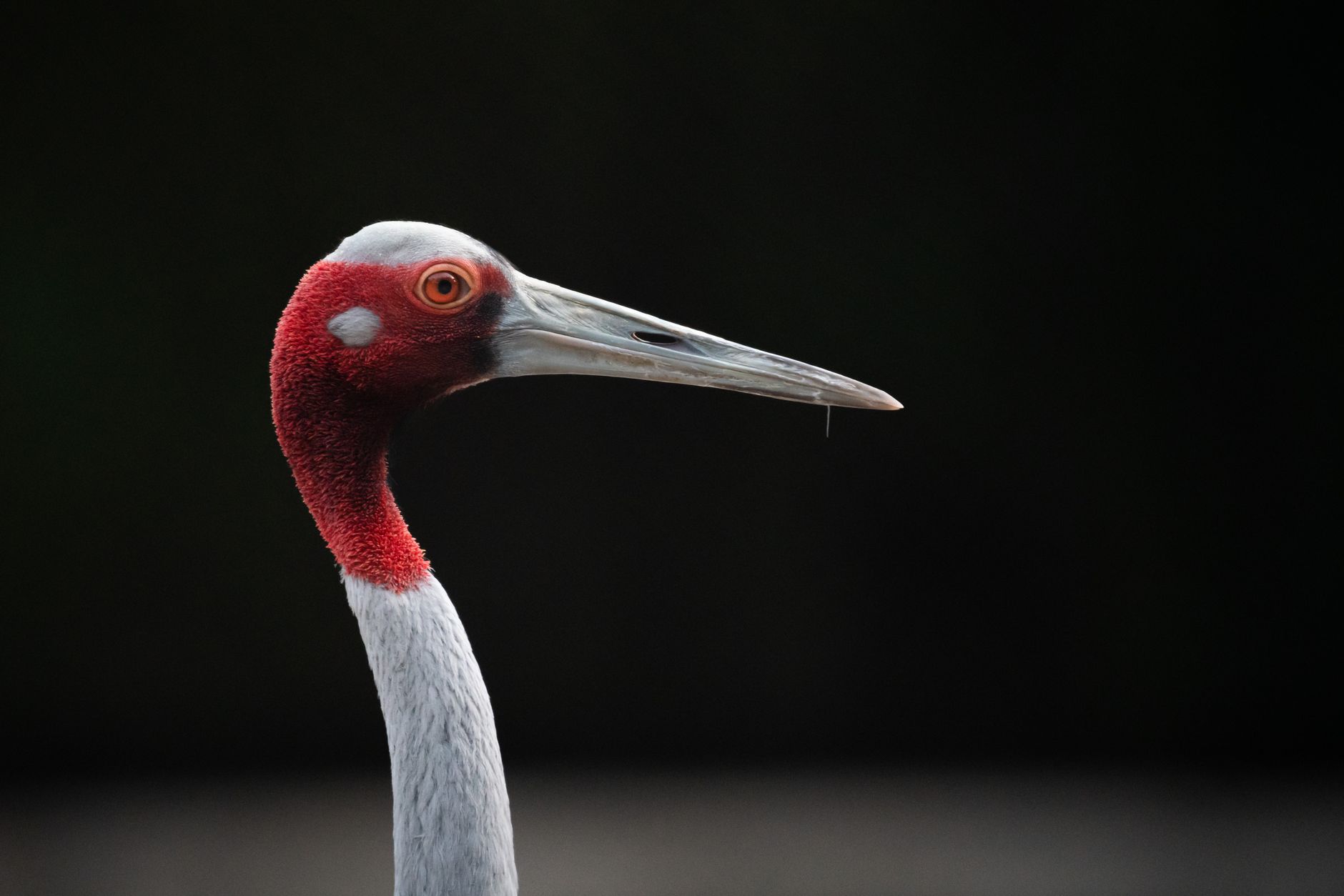 Detailed close-up of a Sarus crane head in Takéo Province, Cambodia.