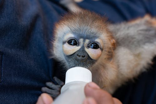 A Baby Monkey Drinking From Milk Bottle 