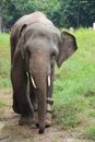 Free stock photo of african elephant, animal, animal rescue