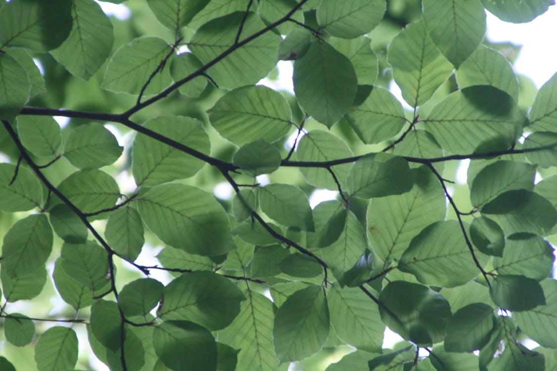 녹색 잎 나무