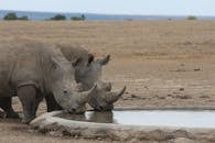 A Pair of Rhinoceros Drinking Water in a Pond