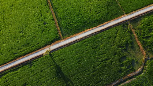 Aerial View of a Road Between Green Grass Field