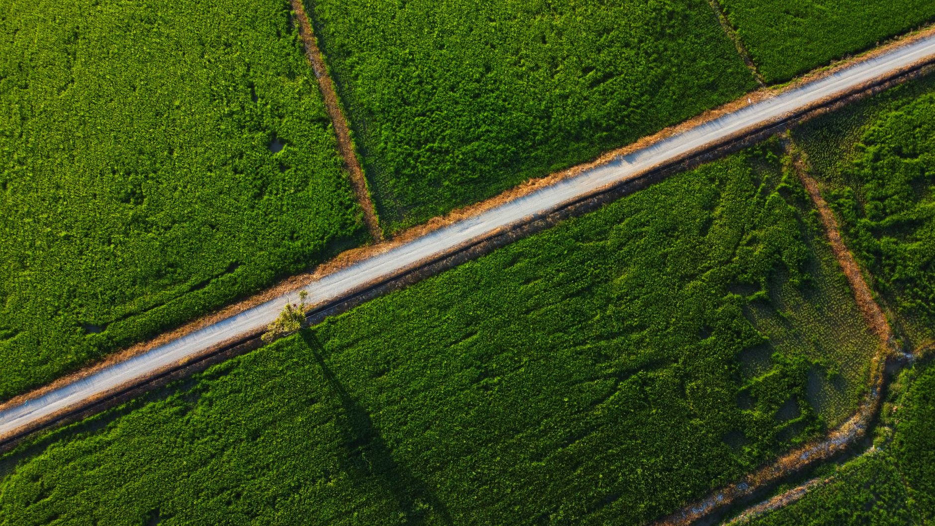 Drone shot capturing verdant crop fields intersected by a lone road, ideal for rural and agricultural themes.