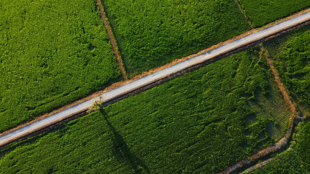 Drone shot capturing verdant crop fields intersected by a lone road, ideal for rural and agricultural themes.