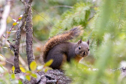 Adorable squirrel perched on a tree branch in a lush green forest setting.