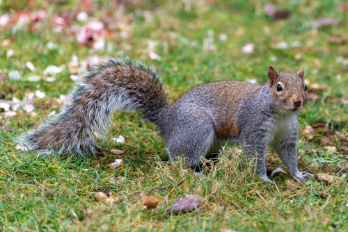 A Gray and Brown Squirrel on Green and Brown Grass
