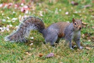 A Gray and Brown Squirrel on Green and Brown Grass