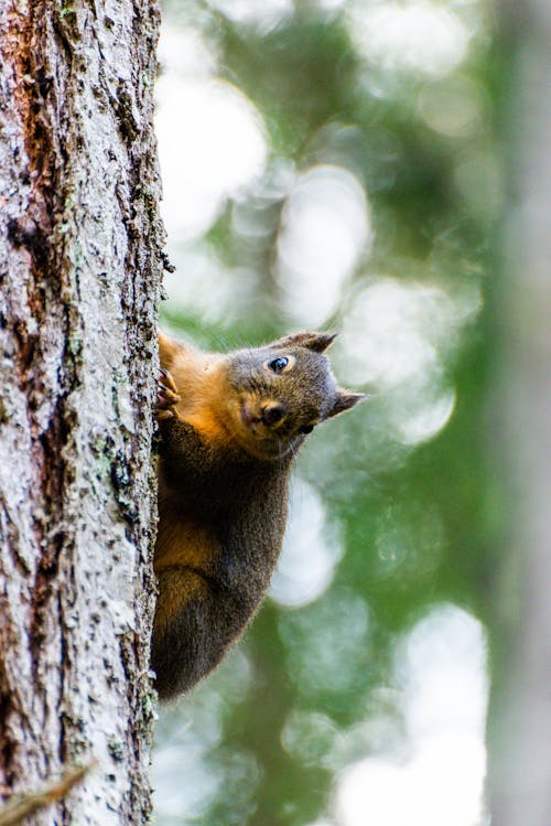 A Brown and Gray Squirrel Clinging on a Tree