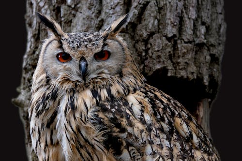 The Great Horned Owl - Everything You Need to Know About It 4 Close-Up Shot of a Great Horned Owl Looking at Camera