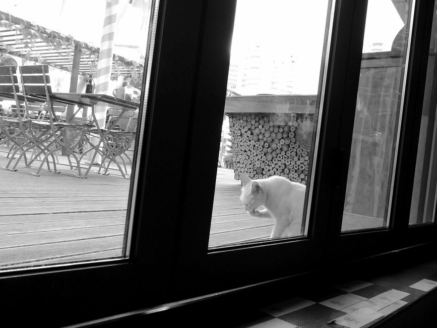 Window Cat Hammocks vs Suction Cup Toys: Which Enriches Bore