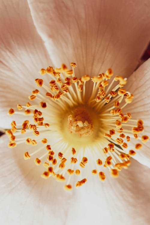 White and Yellow Flower in Macro Photography