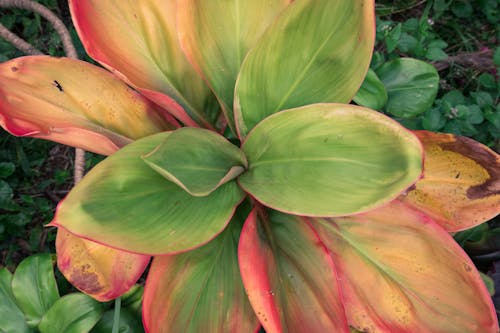 Free stock photo of beautiful, botanical, bright Stock Photo