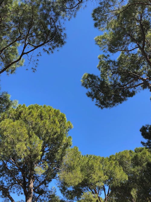 Foto profissional grátis de beleza da natureza, beleza na natureza, calafrio