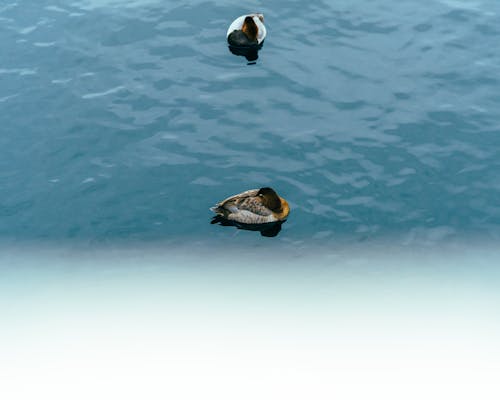 Free stock photo of animal, blue water, duck Stock Photo