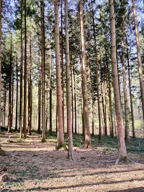 Free stock photo of forest, green, trees Stock Photo