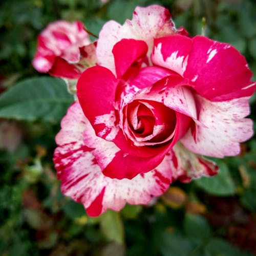Red and White Rose Blooming