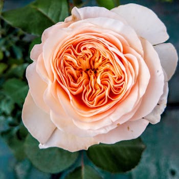 Vibrant close-up of a peach rose in full bloom, showcasing intricate petals.
